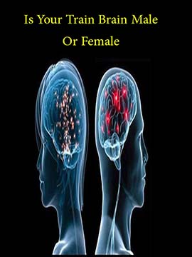 Is Your Brain Male Or Female?